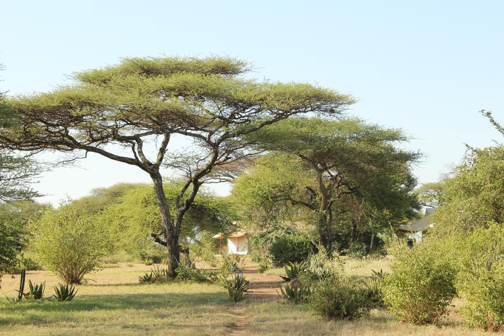 Mapito Tented Camp سيرينغيتي المظهر الخارجي الصورة