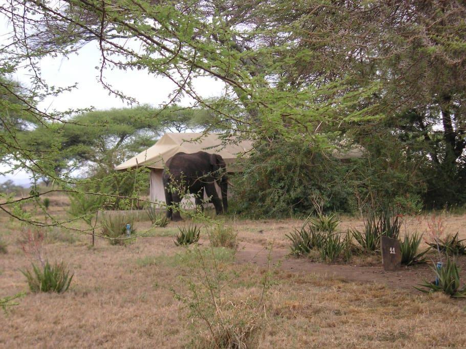 Mapito Tented Camp سيرينغيتي المظهر الخارجي الصورة
